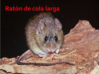 14 23/08/2018 Agregar un pie de página
Ratón de cola larga
 