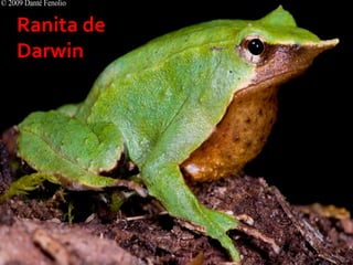 17 23/08/2018 Agregar un pie de página
Ranita de
Darwin
 