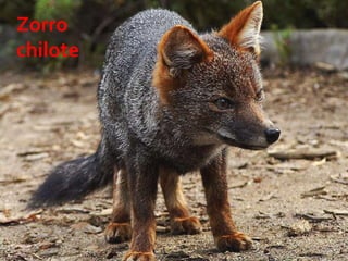 19 23/08/2018 Agregar un pie de página
Zorro
chilote
 