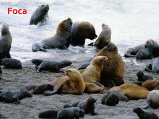 21 23/08/2018 Agregar un pie de página
Foca
 