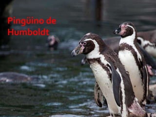 23 23/08/2018 Agregar un pie de página
Pingüino de
Humboldt
 