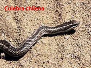 7 23/08/2018 Agregar un pie de página
Culebra chilena
 
