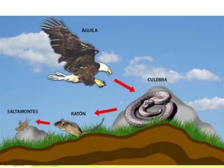 8 23/08/2018 Agregar un pie de página
 