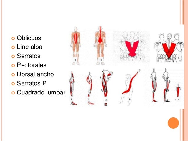 cadenas musculares anteriores cadenas cruzadas anterior cadenas musculares anteriores cadenas cruzadas anterior