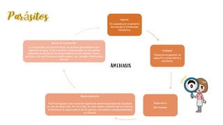 Agente:
Es causada por el parasito
microscópico Entamoeba
histolytica.
Huésped:
Población en general, en
especifico prescolares y
escolares.
Reservorio:
Ser humano.
Medio ambiente:
Factores ligados a las carencias higiénicas sanitarias propias de los países
en vías de desarrollo. Por otro lado, el clima cálido y húmedo de los trópicos,
al favorecer la supervivencia de los quistes, incrementa considerablemente
su difusión.
Medio de transmisión:
La transmisión, de tipo oro fecal, se produce generalmente por
ingestión de agua, fruta o verdura contaminadas con los quistes
presentes en las heces de los portadores (el ser humano, mono y
perros) y con una frecuencia mucho menor, por contagio interhumano
directo.
Amebiasis
Parásitos
 