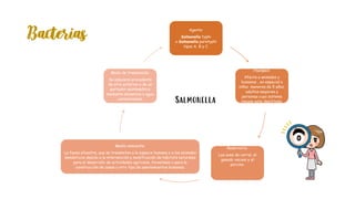Agente:
Salmonella typhi
o Salmonella paratyphi
tipos A, B y C.
Huesped:
Afecta a animales y
humanos , en especial a
niños menores de 5 años,
adultos mayores y
personas cuyo sistema
inmune este debilitado.
Reservorio:
Las aves de corral, el
ganado vacuno y el
porcino.
Medio ambiente:
La fauna silvestre, que se transmiten a la especie humana o a los animales
domésticos debido a la intervención y modificación de hábitats naturales
para el desarrollo de actividades agrícolas, forestales o para la
construcción de casas u otro tipo de asentamientos humanos.
Modo de transmisión:
Se adquiere procedente
de otro enfermo o de un
portador asintomático
mediante alimentos o agua
contaminados.
Salmonella
Bacterias
 