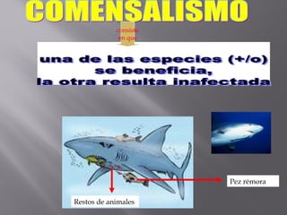 consiste
en que
Pez rémora
Restos de animales
 
