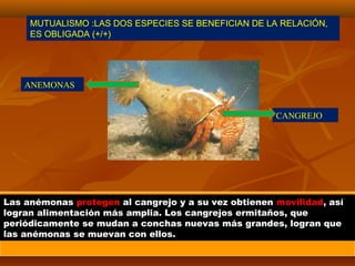 Las anémonas protegen al cangrejo y a su vez obtienen movilidad, así
logran alimentación más amplia. Los cangrejos ermitaños, que
periódicamente se mudan a conchas nuevas más grandes, logran que
las anémonas se muevan con ellos.
ANEMONAS
CANGREJO
MUTUALISMO :LAS DOS ESPECIES SE BENEFICIAN DE LA RELACIÓN,
ES OBLIGADA (+/+)
 