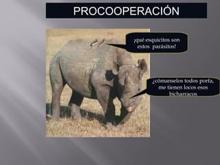 PROCOOPERACIÓN
¡qué esquicitos son
estos parásitos!
¿cómanselos todos porfa,
me tienen locos esos
bicharracos
 