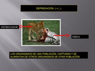 DEPREDACIÓN ( +/_ )
LOS ORGANISMOS DE UNA POBLACIÓN, CAPTURAN Y SE
ALIMENTAN DE OTROS ORGANISMOS DE OTRA POBLACIÓN
PRESA
DEPREDADOR
 