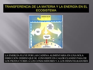 TRANSFERENCIA DE LA MATERIA Y LA ENERGÍA EN EL
ECOSISTEMA
LA ENERGÍA FLUYE POR LAS CADENA ALIMENTARIA EN UNA SOLA
DIRECCIÓN DEBIDO QUE SE CONVIERTE EN CALOR CUANDO PASA DE
LOS PRODUCTORES A LOS CONSUMIDORES Y A LOS DESINTEGRADORES
 