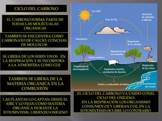 CICLO DEL CARBONO
SE LIBERA DE LOS SERES VIVOS EN
LA RESPIRACIÓN Y SE INCORPORA
A LA ATMÓSFERA COMO CO2
TAMBIEN SE LIBERA DE LA
MATERIA ORGÁNICA EN LA
COMBUSTÓN
LAS PLANTAS LO CAPTAN DESDE EL
AIRE Y LO FIJAN COMO MATERIA
ORGÁNICA DURANTE LA
FOTOSÍNTESIS, LIBERNDO OXÍGENO
EL CARBONO FORMA PARTE DE
TODAS LAS MOLÉCUALAS
ORGÁNICAS
TAMBIEN SE ENCUENTRA COMO
CARBONATO DE CALCIO: CONCHAS
DE MOLUSCOS
EL CICLO DEL CARBONO VA UNIDO CONEL
CICLO DEL OXÍGENO:
EN LA RESPIRACIÓN LOS ORGANISMO
CONSUMEN O2 Y LIBERAN CO2, EN LA
FOTOSÍNTESIS OCURRE LO CONTRARIO
 