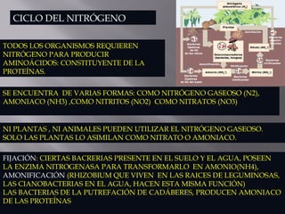 CICLO DEL NITRÓGENO
TODOS LOS ORGANISMOS REQUIEREN
NITRÓGENO PARA PRODUCIR
AMINOÁCIDOS: CONSTITUYENTE DE LA
PROTEÍNAS.
SE ENCUENTRA DE VARIAS FORMAS: COMO NITRÓGENO GASEOSO (N2),
AMONIACO (NH3) ,COMO NITRITOS (NO2) COMO NITRATOS (NO3)
FIJACIÓN: CIERTAS BACRERIAS PRESENTE EN EL SUELO Y EL AGUA, POSEEN
LA ENZIMA NITROGENASA PARA TRANSFORMARLO EN AMONIO(NH4),
AMONIFICACIÓN (RHIZOBIUM QUE VIVEN EN LAS RAICES DE LEGUMINOSAS,
LAS CIANOBACTERIAS EN EL AGUA, HACEN ESTA MISMA FUNCIÓN)
LAS BACTERIAS DE LA PUTREFACIÓN DE CADÁBERES, PRODUCEN AMONIACO
DE LAS PROTEÍNAS
NI PLANTAS , NI ANIMALES PUEDEN UTILIZAR EL NITRÓGENO GASEOSO.
SOLO LAS PLANTAS LO ASIMILAN COMO NITRATO O AMONIACO.
 