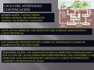 CICLO DEL NITRÓGENO:
CONTINUACIÓN
NITRIFICACIÓN: LAS BACTERIAS
NITRIFICADORAS: TRANSFORMAN EL
AMONIO EN NITRITOS Y NITRATOS
LAS PLANTAS ASIMILAN LOS NITRATOS PARA FORMAR AMINOÁCIDOS Y
LUEGO PROTEÍNAS.
LOS ANIMALES OBTIENEN DE ESTA FORMA EL NITRÓGENO CUANDO SE
ALIMENTAN DE LOS VEGETALES.
DESNITRIFICACIÓN: LOS ANIMALES EXCRETAN DESECHOS NITROGENADOS Y
POR ACCIÓN DE LAS BACTERIAS DESCOMPONEDORAS, LOS CADÁVERES Y LOS
DESECHOS SON CONVERTIDOS EN AMONIACO Y LUEGO EN NITRÓGENO
GASEOSO Y SE REANUDA EL CICLO.
 
