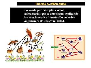 Formada por múltiples cadenas
alimentarias que se entrelazan explicando
las relaciones de alimentación entre los
organismos de una comunidad.
TRAMAS ALIMENTARIAS
 