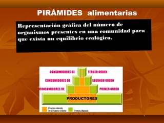 Representación gráfica del número deRepresentación gráfica del número de
organismos presentes en una comunidad paraorganismos presentes en una comunidad para
que exista un equilibrio ecológico.que exista un equilibrio ecológico.
PIRÁMIDES alimentarias
PRODUCTORES
 