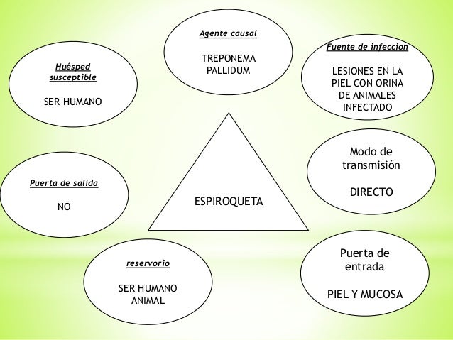 cadena epidemiologica treponema pallidum cadenas epidemiologicas cadena epidemiologica treponema pallidum cadenas epidemiologicas