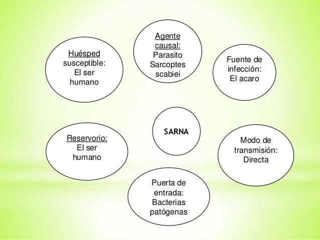 cadena epidemiologica treponema pallidum cadenas epidemiologicas cadena epidemiologica treponema pallidum cadenas epidemiologicas