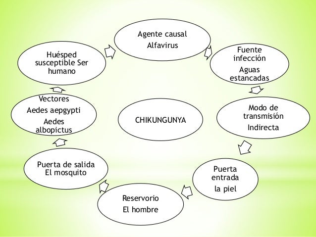 cadena epidemiologica cual es cadenas epidemiologicas cadena epidemiologica cual es cadenas epidemiologicas