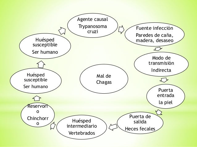cadena epidemiologica cual es cadenas epidemiologicas cadena epidemiologica cual es cadenas epidemiologicas