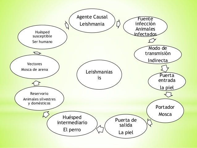 cadena epidemiologica cual es cadenas epidemiologicas cadena epidemiologica cual es cadenas epidemiologicas