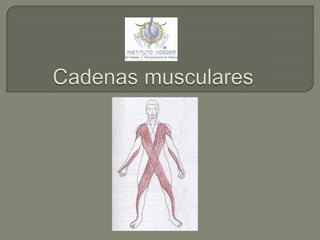 Cadenas musculares  