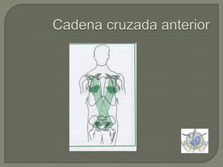 Cadena cruzada anterior 