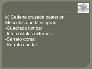 b) Cadena cruzada posterior.Músculos que la integran.-Cuadrado lumbar-Intercostales externos-Serrato dorsal-Serrato caudal