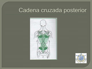 Cadena cruzada posterior 