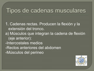 Tipos de cadenas musculares 1. Cadenas rectas. Producen la flexión y la extensión del tronco.a) Músculos que integran la cadena de flexión (eje anterior):-Intercostales medios-Rectos anteriores del abdomen -Músculos del perineo