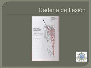 Cadena de flexión