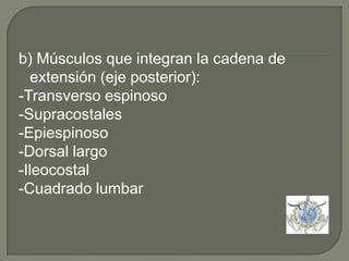 b) Músculos que integran la cadena de extensión (eje posterior):-Transverso espinoso -Supracostales -Epiespinoso-Dorsal largo-Ileocostal-Cuadrado lumbar 