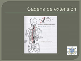 Cadena de extensión 