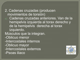 2. Cadenas cruzadas (producen movimientos de torsión)Cadenas cruzadas anteriores. Van de la hemipelvis izquierda al torax derecho y de la hemipelvis  derecha al torax izquierdo.Músculos que la integran.-Oblicuo menor -Intercostales internos -Oblicuo mayor -Intercostales externos -Psoas iliaco 