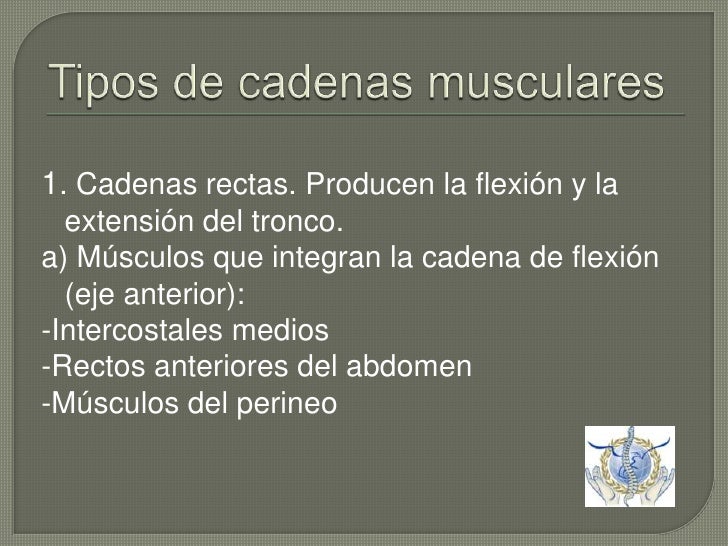 cadenas musculares anteriores cadenas musculares cadenas musculares anteriores cadenas musculares