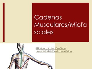 Cadenas
Musculares/Miofa
sciales
ETF Marco A. Kantún Chan
Universidad del Valle de México
 