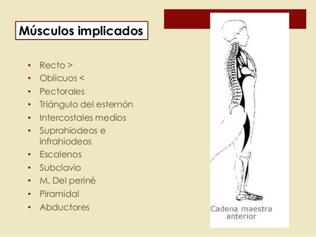 cadenas musculares anteriores cadenas musculares cadenas musculares anteriores cadenas musculares