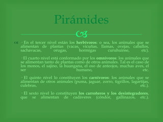 Pirámides
                         
 · En el tercer nivel están los herbívoros: o sea, los animales que se
  alimentan de plantas (vacas, vicuñas, llamas, ovejas, caballos,
  sachavacas,       orugas,       hormigas       curuhuinse,       etc).
   · El cuarto nivel está conformado por los omnívoros: los animales que
   se alimentan tanto de plantas como de otros animales. Tal es el caso de
   los monos, el sajino, la huangana, el oso de anteojos, muchas aves, el
   ser                            humano,                              etc.
   · El quinto nivel lo constituyen los carnívoros: los animales que se
   alimentan de otros animales (puma, jaguar, zorro, tigrillos, lagartijas,
   culebras,                                                         etc.).
   · El sexto nivel lo constituyen los carroñeros y los desintegradores,
   que se alimentan de cadáveres (cóndor, gallinazos, etc.).
 