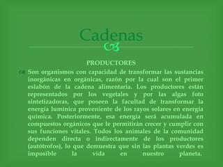 Cadenas
                      
                       PRODUCTORES
 Son organismos con capacidad de transformar las sustancias
  inorgánicas en orgánicas, razón por la cual son el primer
  eslabón de la cadena alimentaria. Los productores están
  representados por los vegetales y por las algas foto
  sintetizadoras, que poseen la facultad de transformar la
  energía lumínica proveniente de los rayos solares en energía
  química. Posteriormente, esa energía será acumulada en
  compuestos orgánicos que le permitirán crecer y cumplir con
  sus funciones vitales. Todos los animales de la comunidad
  dependen directa o indirectamente de los productores
  (autótrofos), lo que demuestra que sin las plantas verdes es
  imposible        la    vida    en      nuestro      planeta.
 