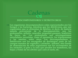 Cadenas
                      
          DESCOMPONEDORES Y DETRITIVOROS

 Los organismos descomponedores están representados por los
  hongos y las bacterias, mientras que los detritívoros, que son
  organismos que se alimentan de detritos, es decir, de materia
  muerta proveniente de la descomposición, son los
  protozoarios, milpiés, caracoles, pequeños gusanos, lombrices
  de tierra, etc. Los protozoarios son microrganismos
  unicelulares eucariotas, como el paramecio, los tripanosomas
  y las amebas, entre otros. Los descomponedores y
  detritívoros son los encargados de desintegrar parte de los
  cuerpos muertos de vegetales y animales. Además, otra fuente
  de alimentación de estos organismos son los excrementos de
  los animales, el pelo y la lana que pierden los mamíferos, las
  hojas y frutos de los árboles que caen al suelo, etc.
 