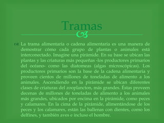 Tramas
                        
 La trama alimentaria o cadena alimentaria es una manera de
  demostrar cómo cada grupo de plantas o animales está
  interconectado. Imagine una pirámide. En su base se ubican las
  plantas y las criaturas más pequeñas -los productores primarios
  del océano- como las diatomeas (algas microscópicas). Los
  productores primarios son la base de la cadena alimentaria y
  proveen cientos de millones de toneladas de alimento a los
  animales. Ascendiendo en la pirámide se ubican diferentes
  clases de criaturas del zooplancton, más grandes. Éstas proveen
  decenas de millones de toneladas de alimento a los animales
  más grandes, ubicados por encima en la pirámide, como peces
  y calamares. En la cima de la pirámide, alimentándose de los
  peces y los calamares, están las ballenas con dientes, como los
  delfines, y también aves e incluso el hombre.
 
