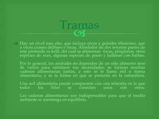 Tramas
                          
 Hay un nivel más alto, que incluye orcas y grandes tiburones, que
  a veces comen delfines y focas. Alrededor de dos terceras partes de
  esta pirámide es krill, del cual se alimentan focas, pingüinos, otras
  especies de aves, algunas especies de peces y ballenas con barbas.
   Por lo general, los animales no dependen de un sólo alimento sino
   de varios para satisfacer sus necesidades; se forman muchas
   cadenas alimentarias juntas, a esto se le llama red o trama
   alimentaria, y es la forma en que se presenta en la naturaleza.
   Una red alimentaria puede compararse con una telaraña en la que
   todos    los   hilos    se   conectan    unos     con     otros.
   Las cadenas alimentarias son indispensables para que el medio
   ambiente se mantenga en equilibrio.
 