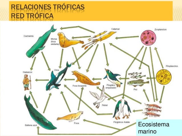 cadenas y redes alimenticias del desierto cadenas tr 243 ficas cadenas y redes alimenticias del desierto cadenas tr 243 ficas