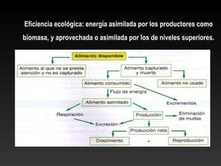 Eficiencia ecológica: energía asimilada por los productores como
biomasa, y aprovechada o asimilada por los de niveles superiores.
 