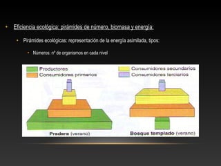 • Eficiencia ecológica: pirámides de número, biomasa y energía:
• Pirámides ecológicas: representación de la energía asimilada, tipos:
• Números: nº de organismos en cada nivel
 