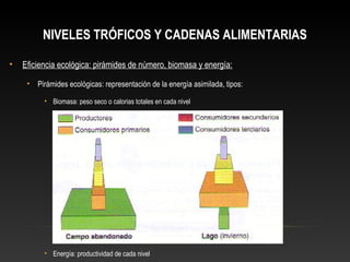 NIVELES TRÓFICOS Y CADENAS ALIMENTARIAS
• Eficiencia ecológica: pirámides de número, biomasa y energía:
• Pirámides ecológicas: representación de la energía asimilada, tipos:
• Biomasa: peso seco o calorias totales en cada nivel
• Energía: productividad de cada nivel
 