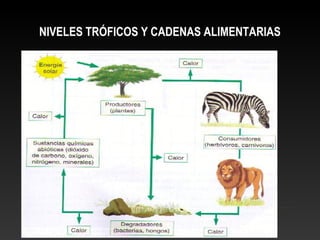 NIVELES TRÓFICOS Y CADENAS ALIMENTARIAS
 
