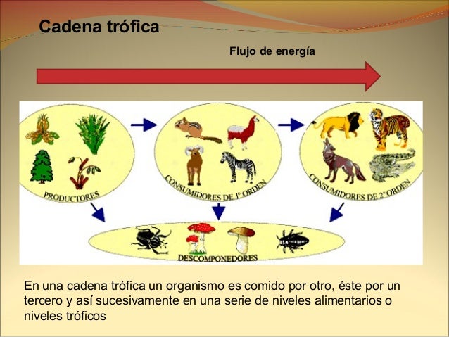 cadenas y tramas alimenticias y niveles troficos cadenas y tramas alimentarias cadenas y tramas alimenticias y niveles troficos cadenas y tramas alimentarias