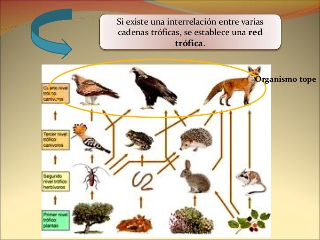 cadenas y redes troficas del paramo cadenas y tramas alimentarias cadenas y redes troficas del paramo cadenas y tramas alimentarias