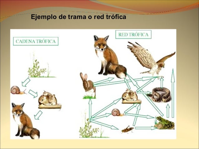 cadenas y redes troficas del paramo cadenas y tramas alimentarias cadenas y redes troficas del paramo cadenas y tramas alimentarias